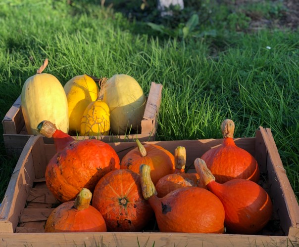 Potager de la Forge