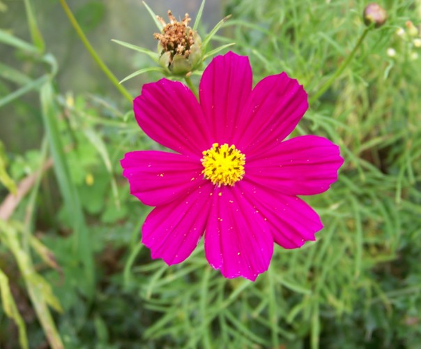 Jardin Rue de la Prairie