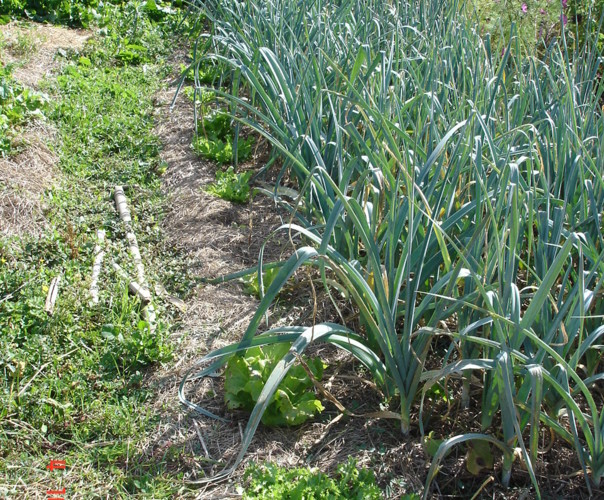 Jardin Rue de la Prairie