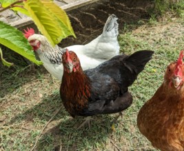 La poule de Toutens