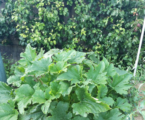 Le jardin de Solène