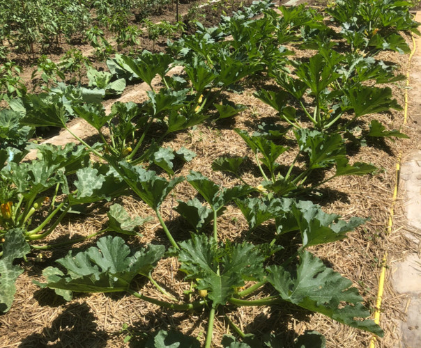 Potager des Allouettes de Montmorency