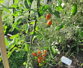 Les carrés d'Antoine