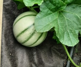 Les carrés d'Antoine