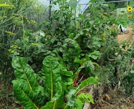 le jardin du chateau