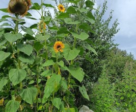 le jardin du chateau