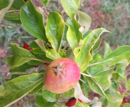 La vieille demeure de Suzan, mésanges et hérissons