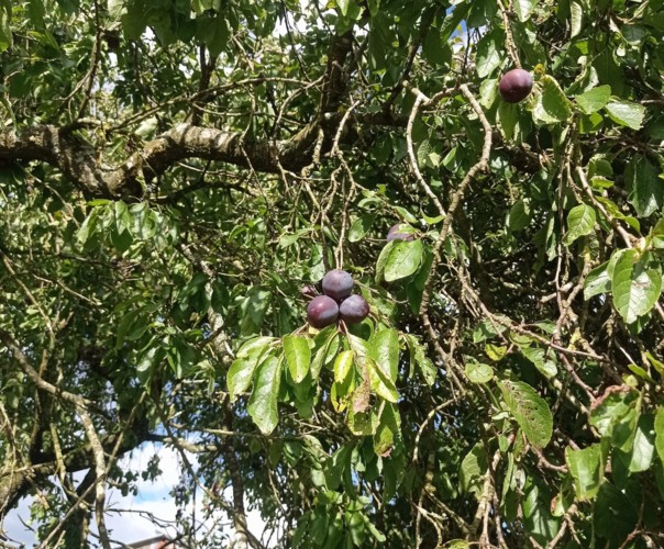 Le banquet de Créniel