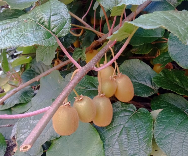 Le banquet de Créniel