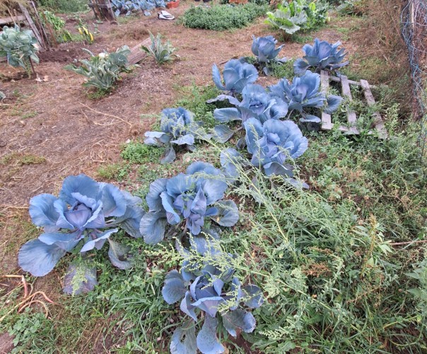 Le jardin des saveurs