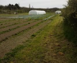 Le petit maraîcher d'Oléron