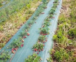 Le petit maraîcher d'Oléron