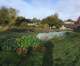 LES FERMENTS DU PETIT CLOU