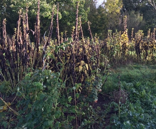 LES FERMENTS DU PETIT CLOU