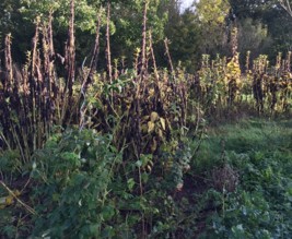 LES FERMENTS DU PETIT CLOU