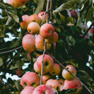 Pomme  Differentes variétés  