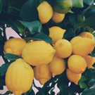 Citron  Citrons jaune  