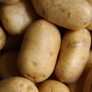 Pomme de terre  Variété Allians, Passion ou Maïwenn  