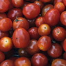 Tomates  variétés anciennes  