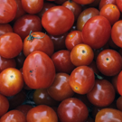 Tomates  Paola et 63/5  