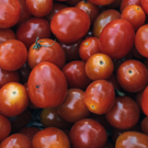 Tomates  Marmande  