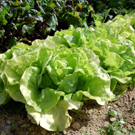 Salade  Salade rouge de Grenoble  