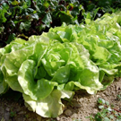 Salade  Feuilles de chêne  