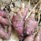 Topinambour  Gros (à consommer) ou petits (à planter)  