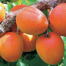 Abricot  abricot orangered sans traitement  
