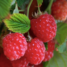 Framboises  Framboise Fallgold  