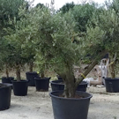Arbres  peche blanches  