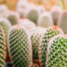 Cactus  gymnocalycium  