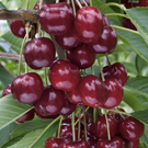 Cerises  Cerise du jardin  