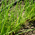 Ciboulette  toutes nos herbes aromatiques  