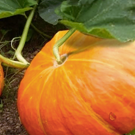 Citrouilles  Butternut  - Plein champs  