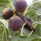 Figues  Noires  