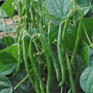 Haricots  Vert  