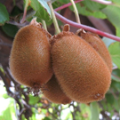 Kiwi  Kiwi du jardin  