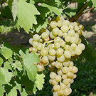 Raisin blanc  variété ancienne (petits grains)  