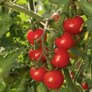 Tomate  Variété ancienne, cornue des Andes,noir de Crimée  