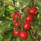 Tomate  Variétés mélangés, rose, rouge, ananas, noir crimé  