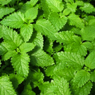 Melisse  Contre le stress, l'insomnie et le surmenage.  