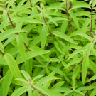 Verveine citronelle