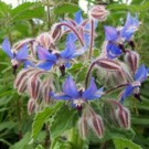 Fleurs  Bourrache Bleue  