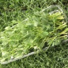 Autre  Barquette de Micropousses de Pois Verts  