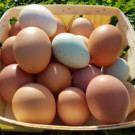 Oeufs de poule  Oeufs de poules élevées en plein air  