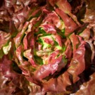 Salade  Laitue pommée merveille des 4 saison  