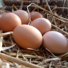 Oeufs de poule  ELEVAGE BIO  