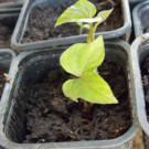 Plants  diverses variétés de poivrons et de tomates  