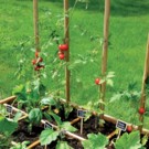 Tuteurs  Bambou petit diametre a venir couper  